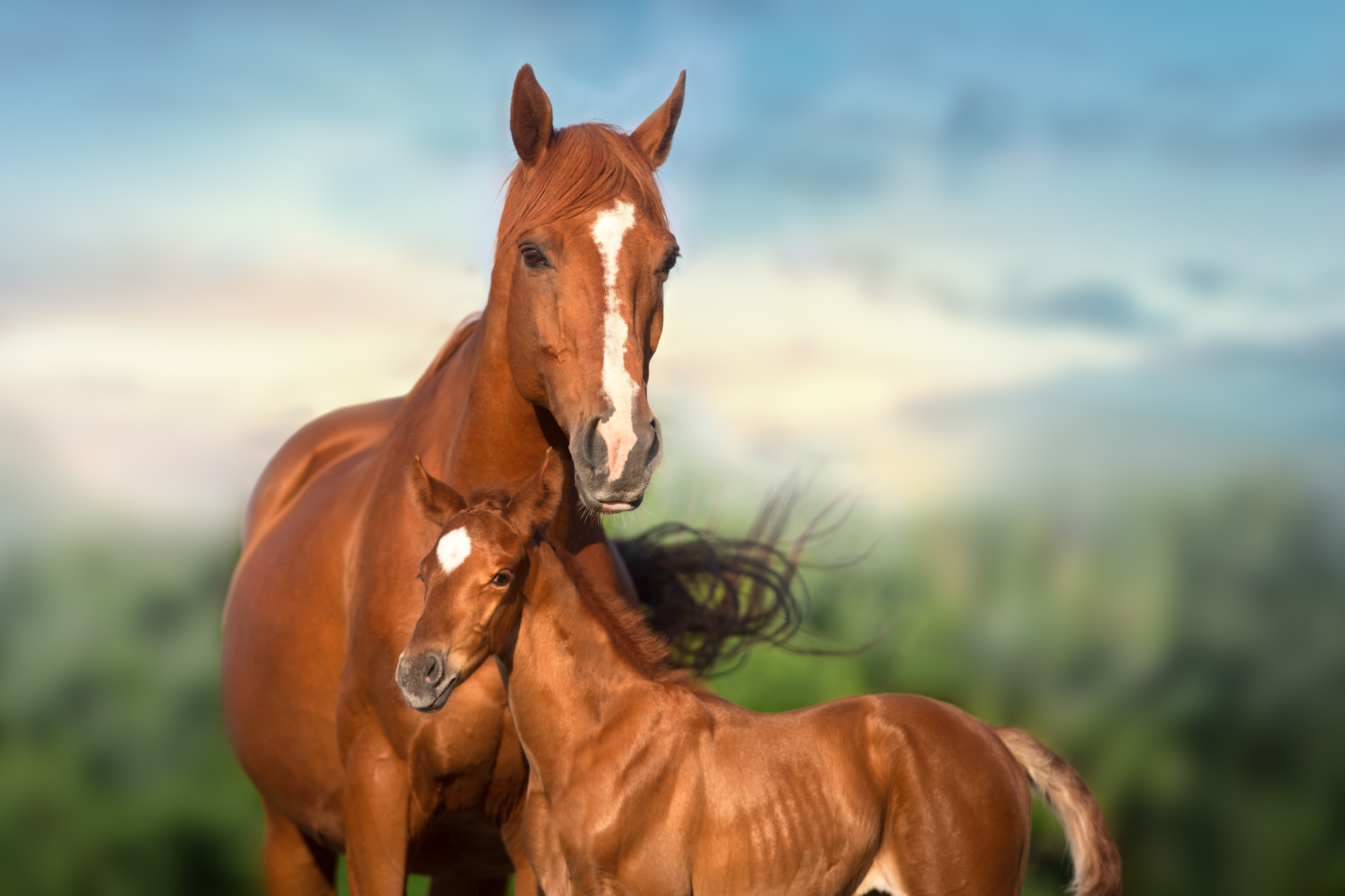 Artificial Insemination