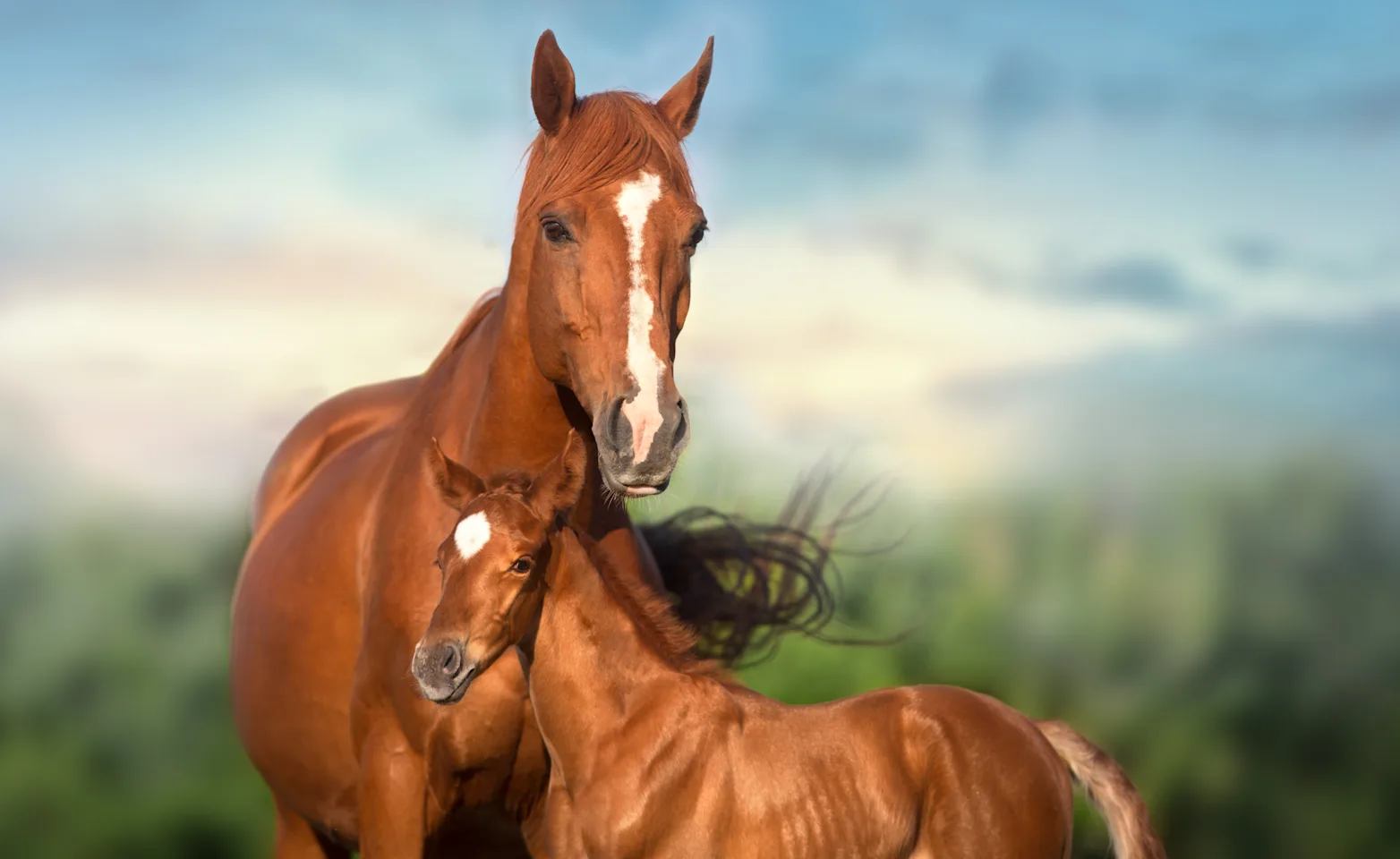 Artificial Insemination Artificial Insemination
