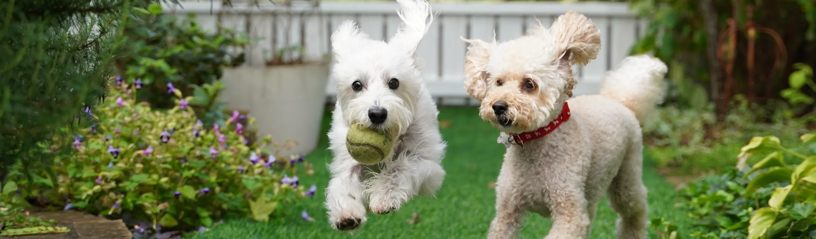 two white dogs playing in a green grass two white dogs playing in a green grass