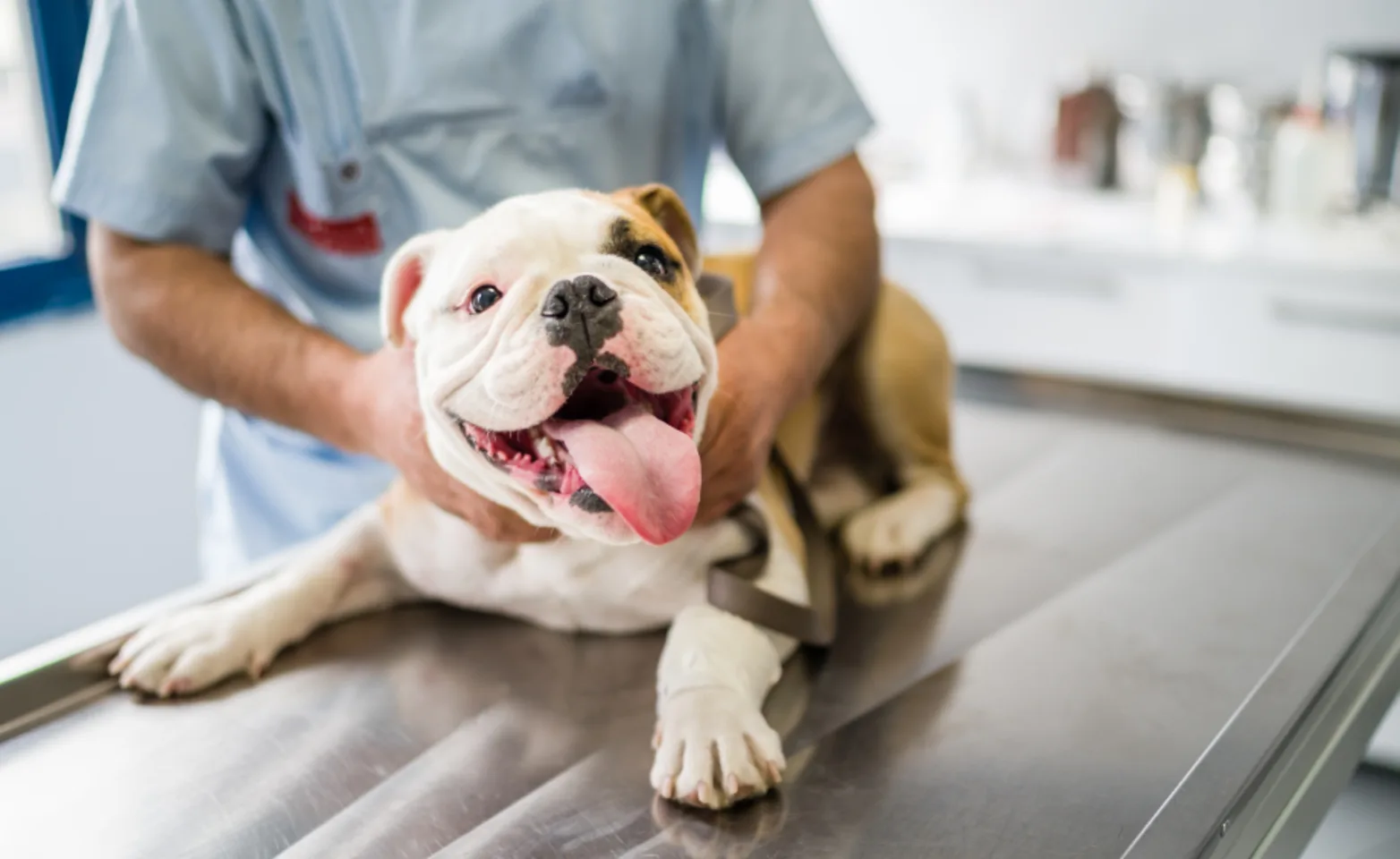 Bulldog on a exam table Bulldog on a exam table