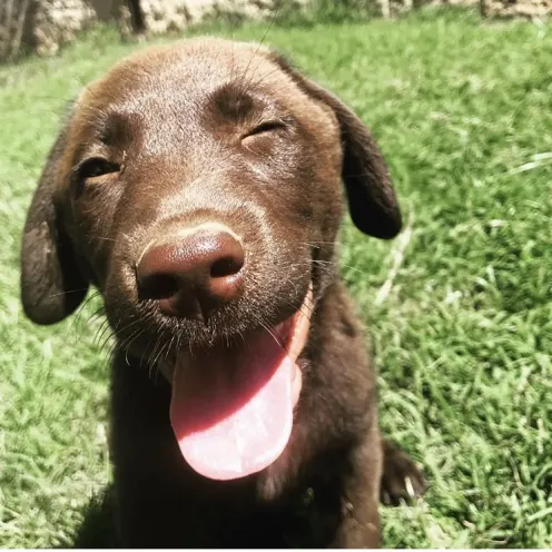 Brown puppy smiling while sitting on turf at Hill Country Animal Hospital