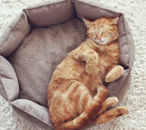 Orange cat asleep on bed Orange cat asleep on bed