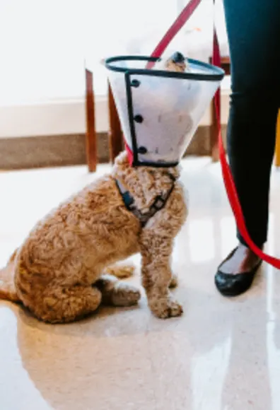 Dog in Cone with Leash at Overland Veterinary Clinic