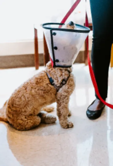 Dog in Cone with Leash at Overland Veterinary Clinic Dog in Cone with Leash at Overland Veterinary Clinic