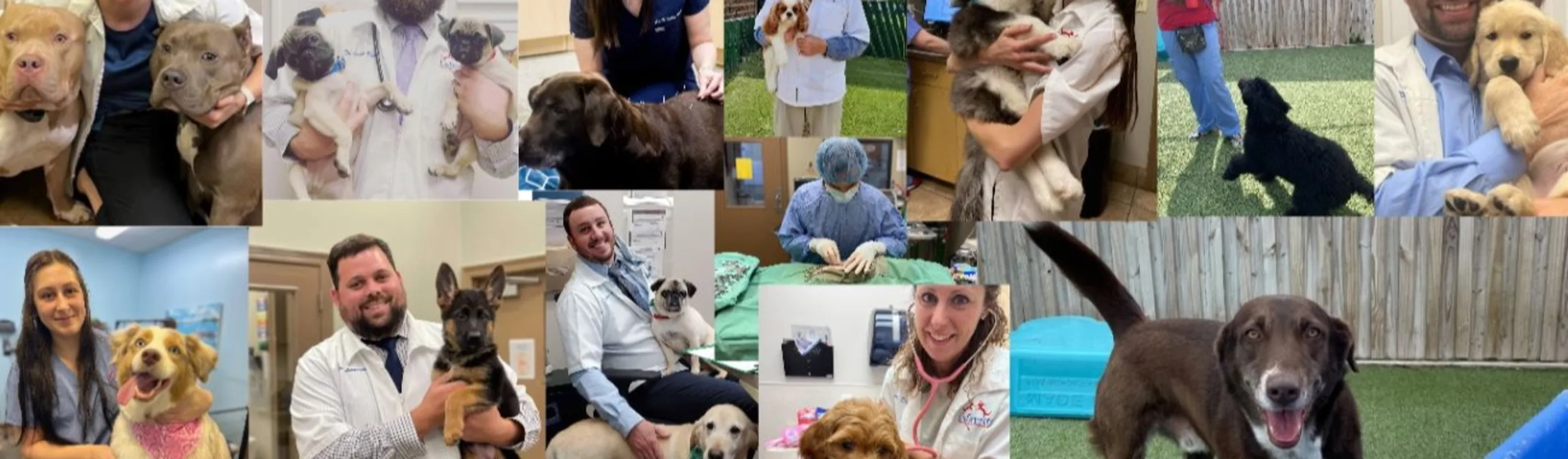 Collage of pets and vets at Lafayette Veterinary Care Center 