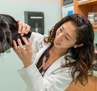 Female veterinarian checking dentals on a dog.