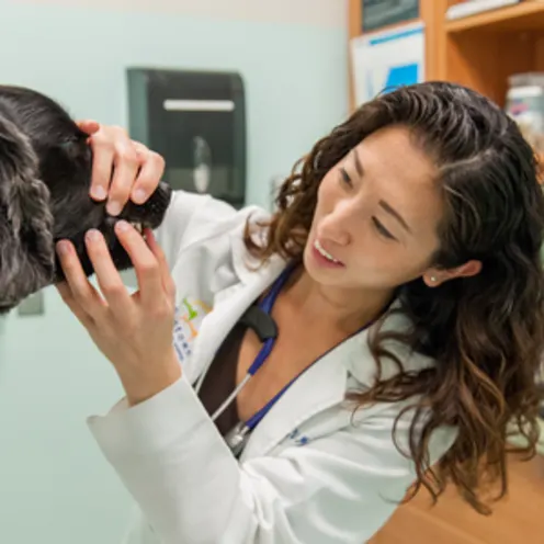 Female veterinarian checking dentals on a dog.