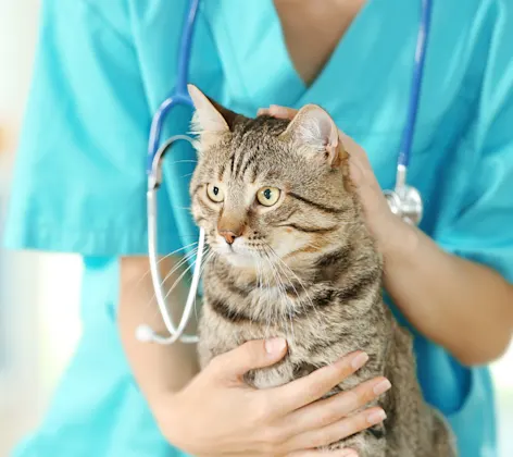 Technician holding brown striped cat Technician holding brown striped cat