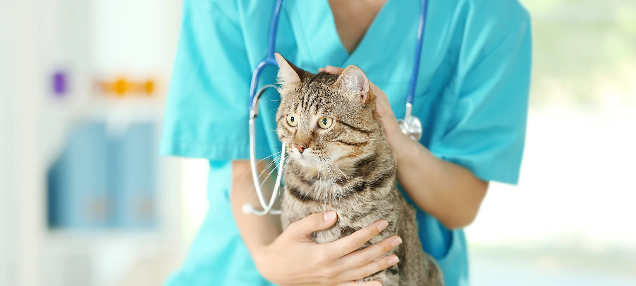 Technician holding brown striped cat Technician holding brown striped cat