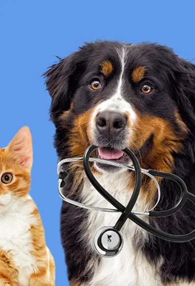 Cat and dog with stethoscope