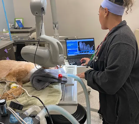 Dental exam being performed on a dog at Animal Care Center of Plainfield Dental exam being performed on a dog at Animal Care Center of Plainfield