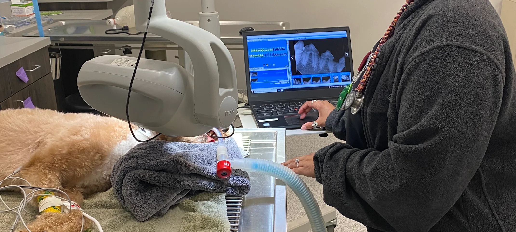 Dental exam being performed on a dog at Animal Care Center of Plainfield Dental exam being performed on a dog at Animal Care Center of Plainfield