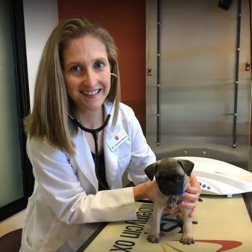 Veterinarian holding small pug puppy