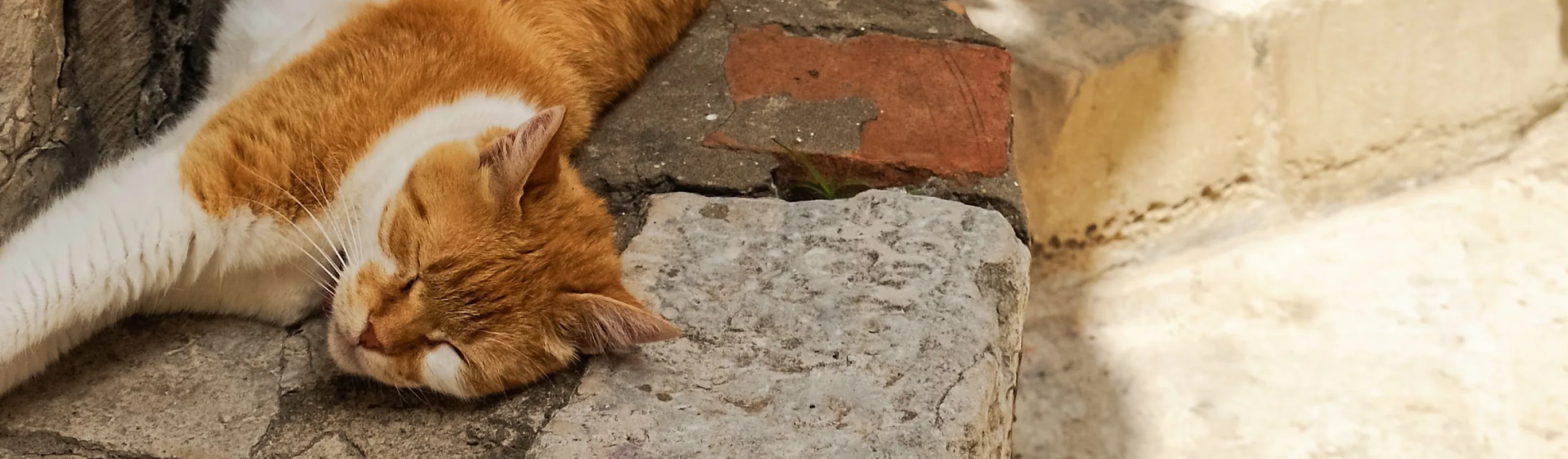 Cat stretching out over stone stairsteps