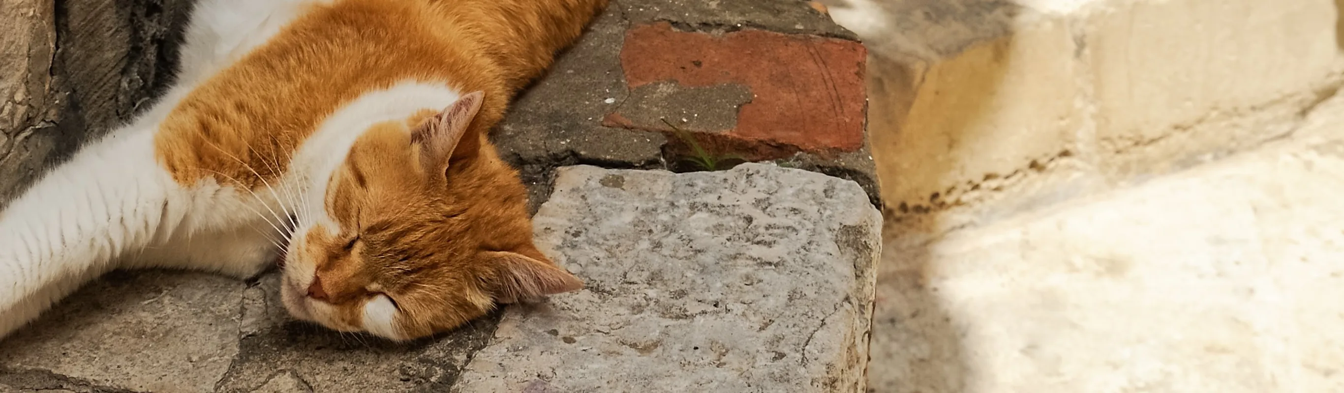 Cat stretching out over stone stairsteps