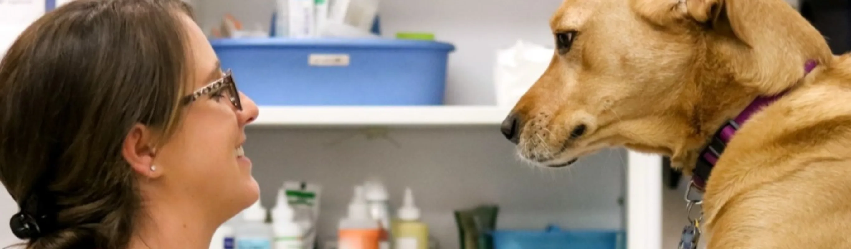 Veterinary staff with dog at Brentwood Family Pet Care