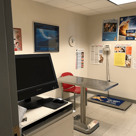 Bolton Animal Hospital Exam Room