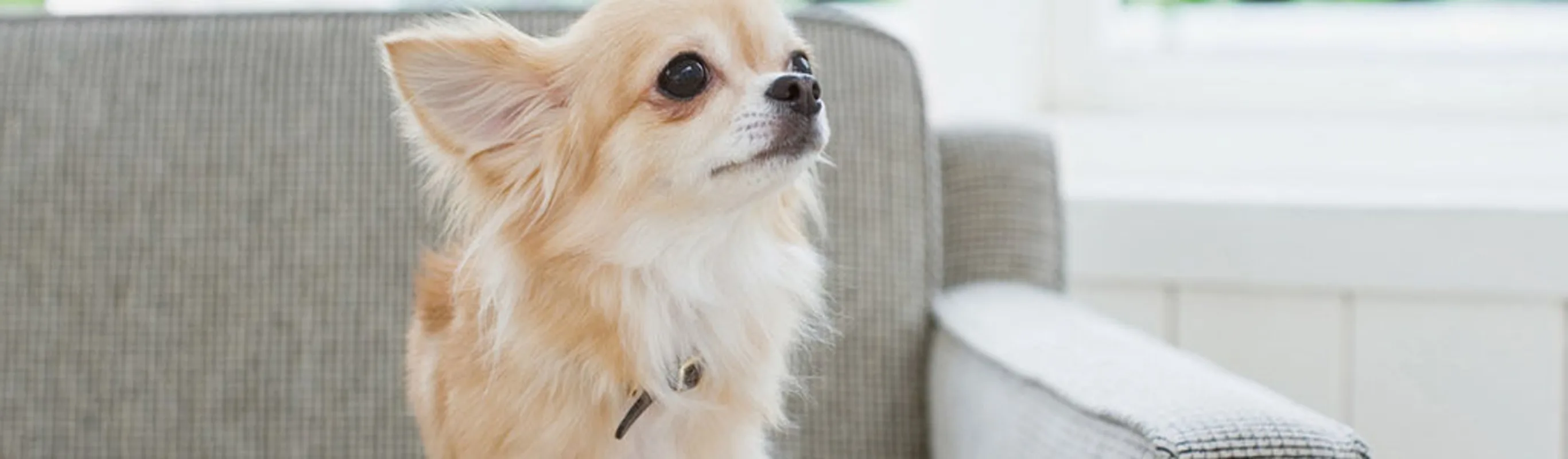 Dog on couch