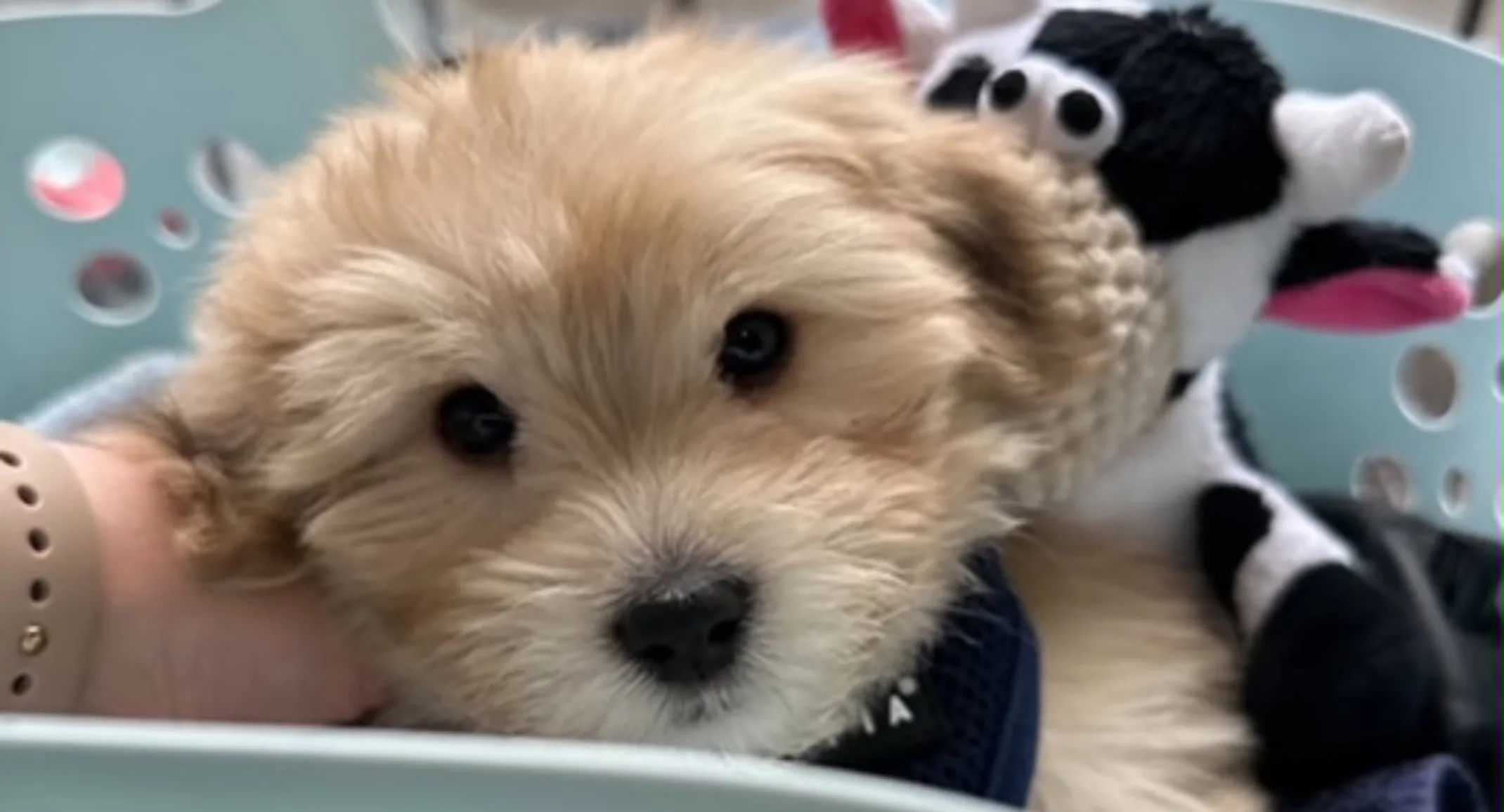 Dog laying down with toys Dog laying down with toys