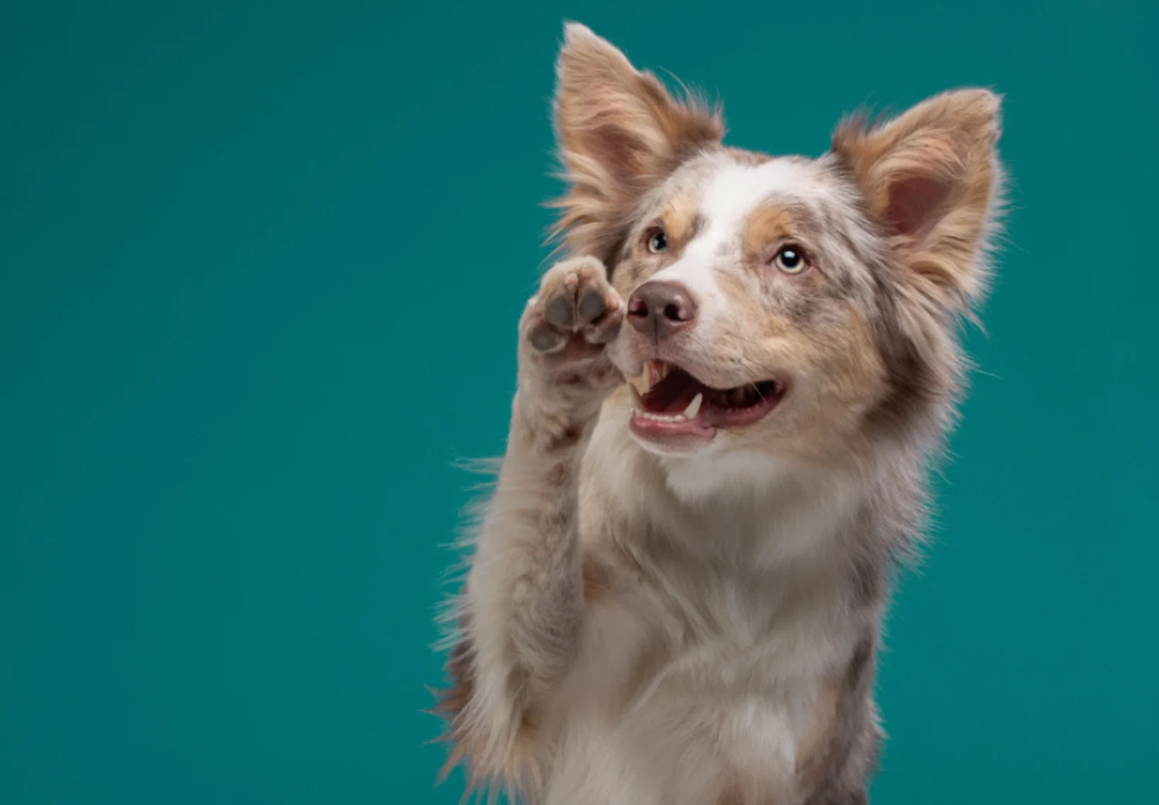 A Dog Raising Its Paw in Front of a Teal Studio Background A Dog Raising Its Paw in Front of a Teal Studio Background