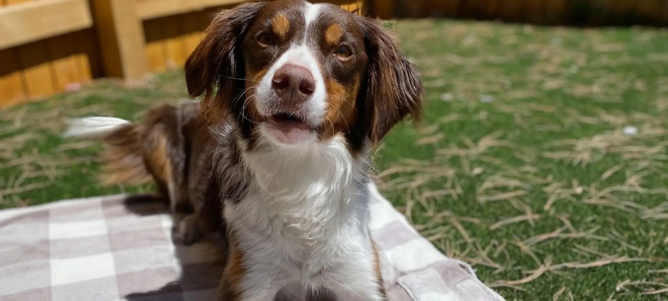 Brown and White Dog Laying on a Blanket With a Puppuccino