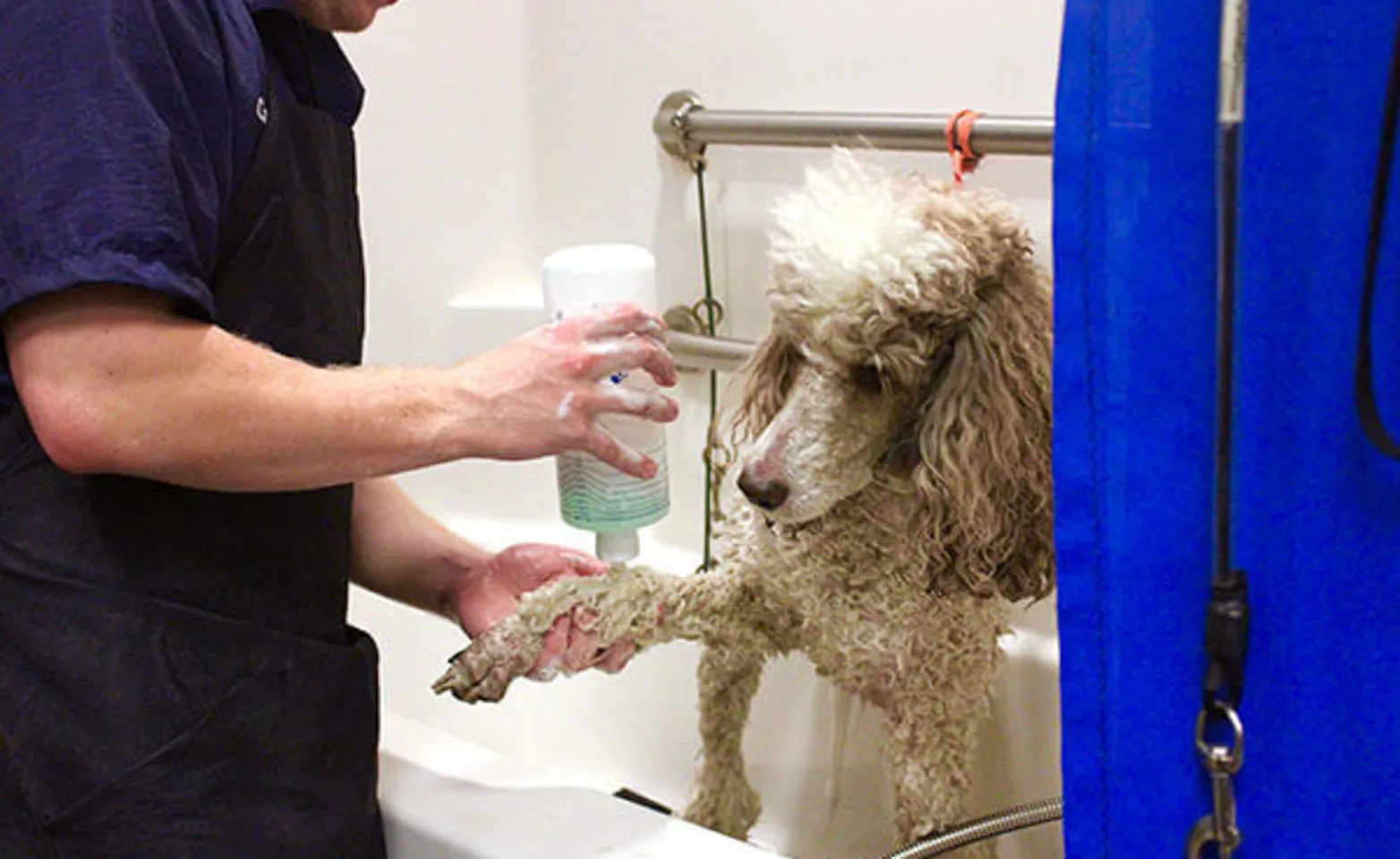 A dog getting bathed at Conejo Valley Veterinary Hospital