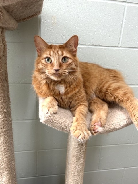 Orange cat on a cat tree