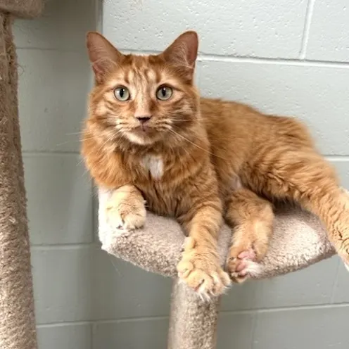 Orange cat on a cat tree Orange cat on a cat tree
