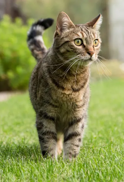 Brown Cat Standing on Grass Brown Cat Standing on Grass