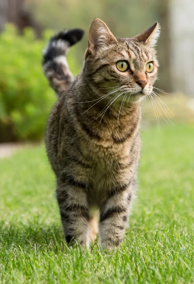 Brown Cat Standing on Grass