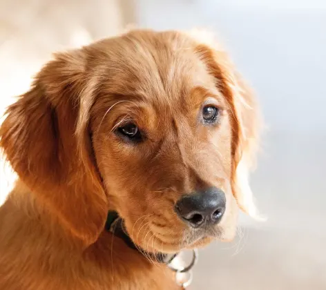 Golden dog looking over its shoulder