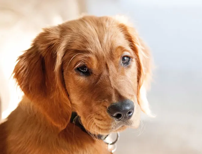 Golden dog looking over its shoulder Golden dog looking over its shoulder