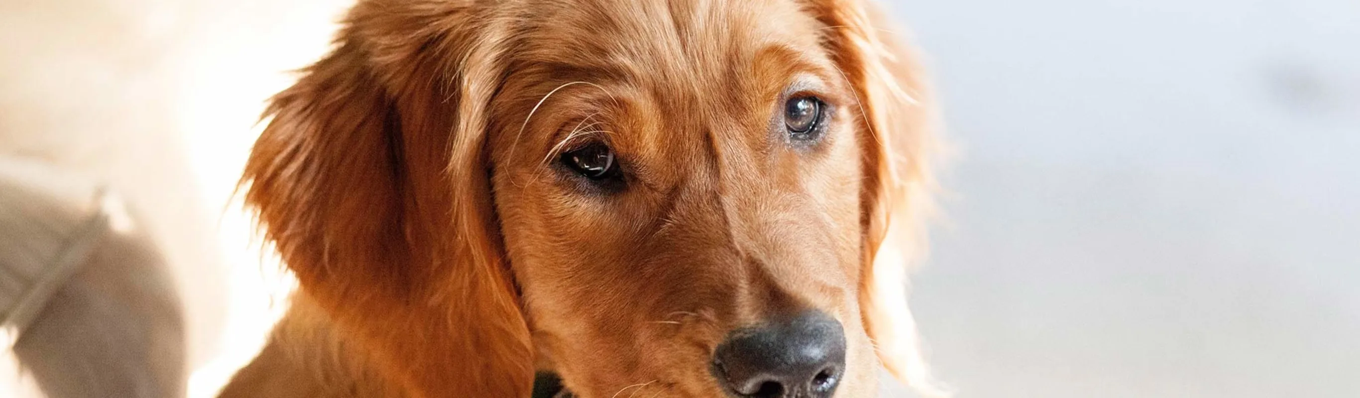 Golden dog looking over its shoulder