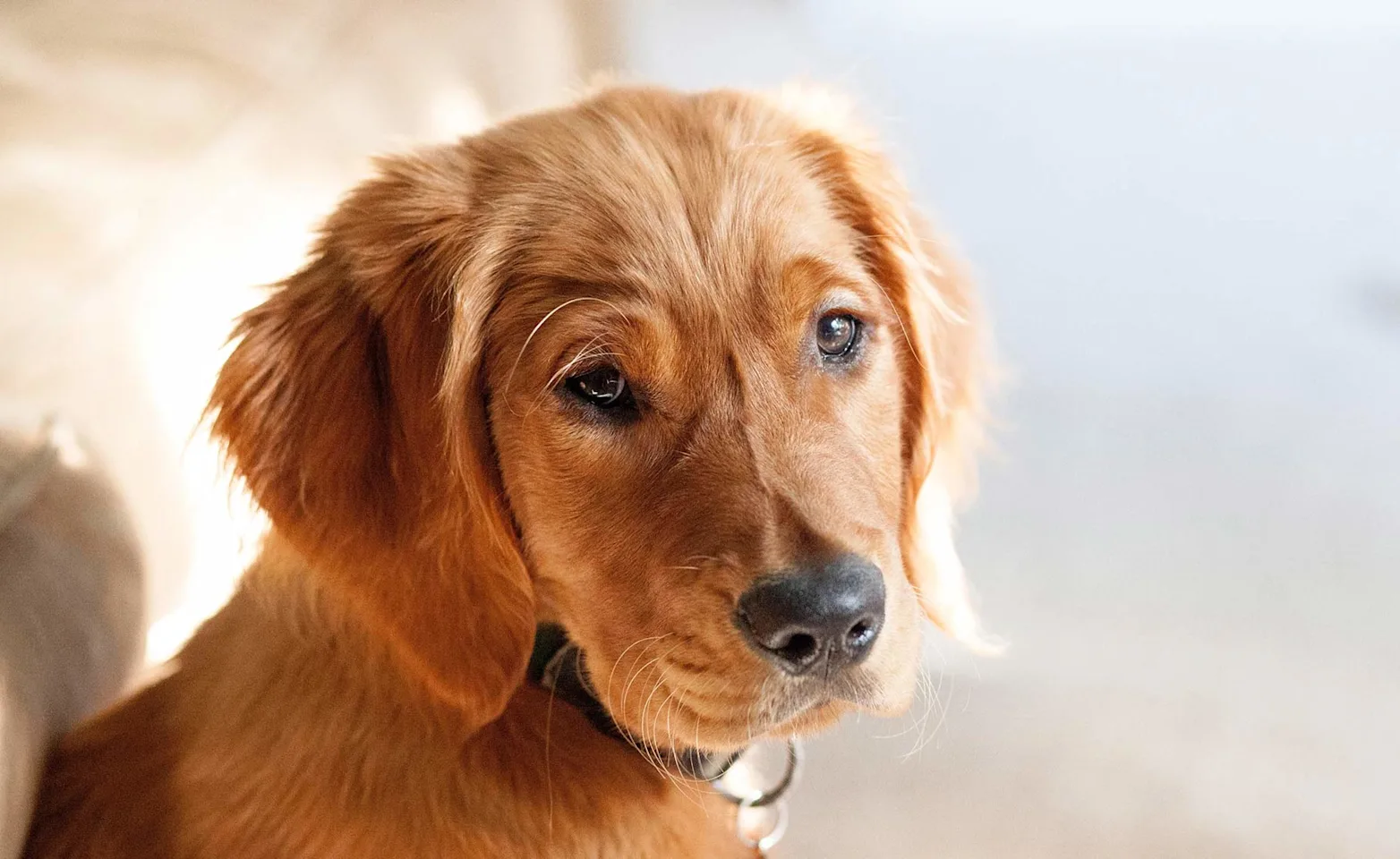 Golden dog looking over its shoulder