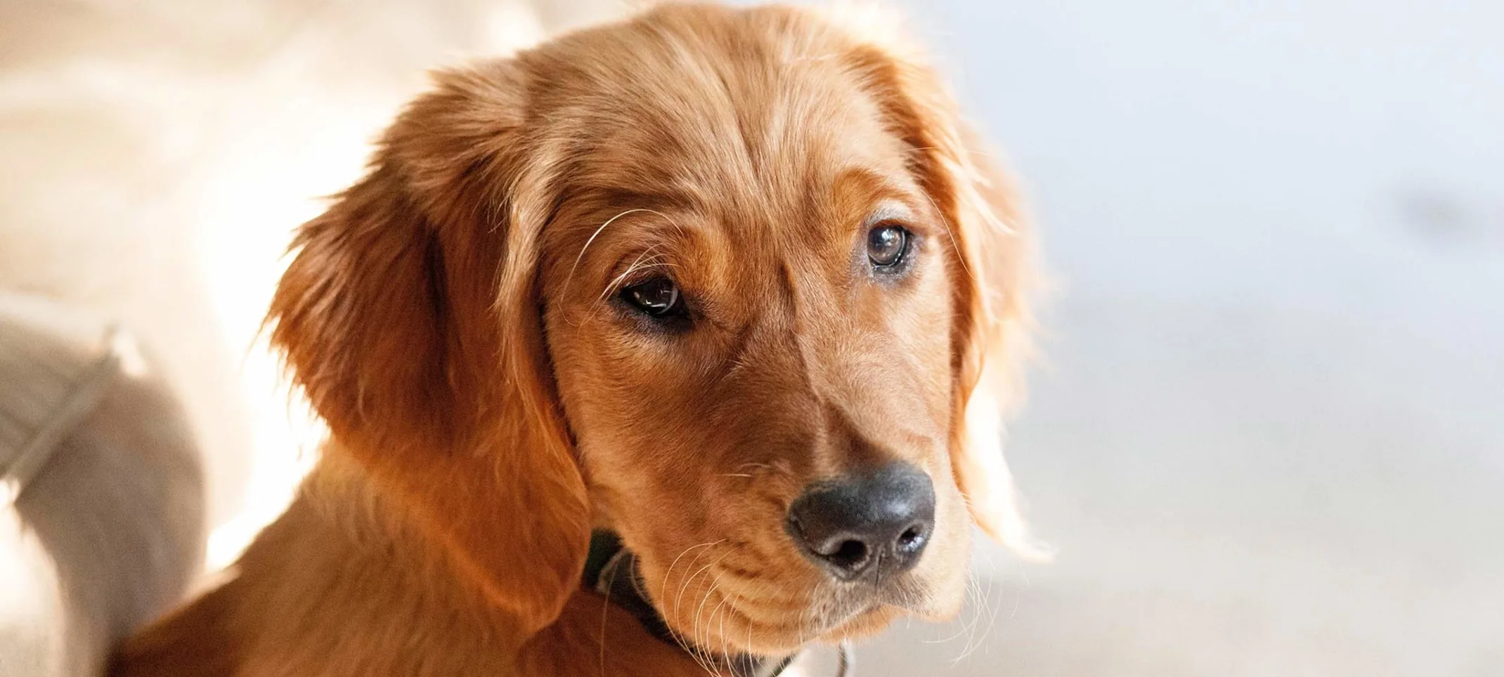 Golden dog looking over its shoulder