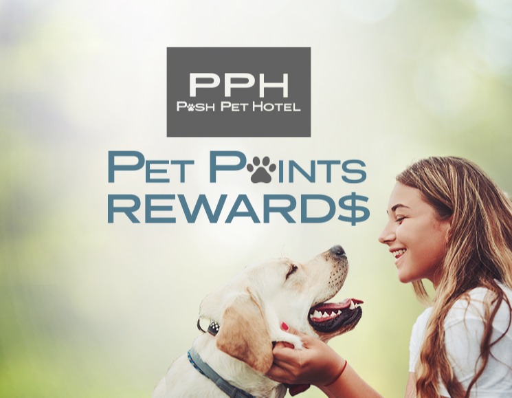 Pet Boarding & Daycare in West Palm Beach, FL Posh Pet Hotel