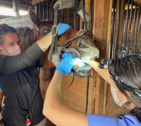 Northwest Equine Veterinary Associates staff performing dental exam on horse
