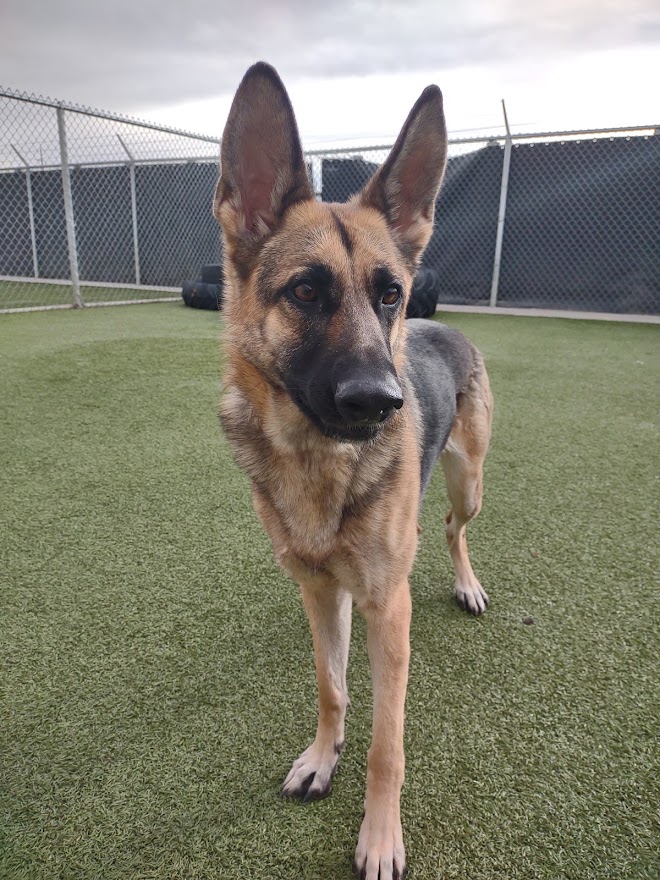 A German Shepard Standing on Grass
