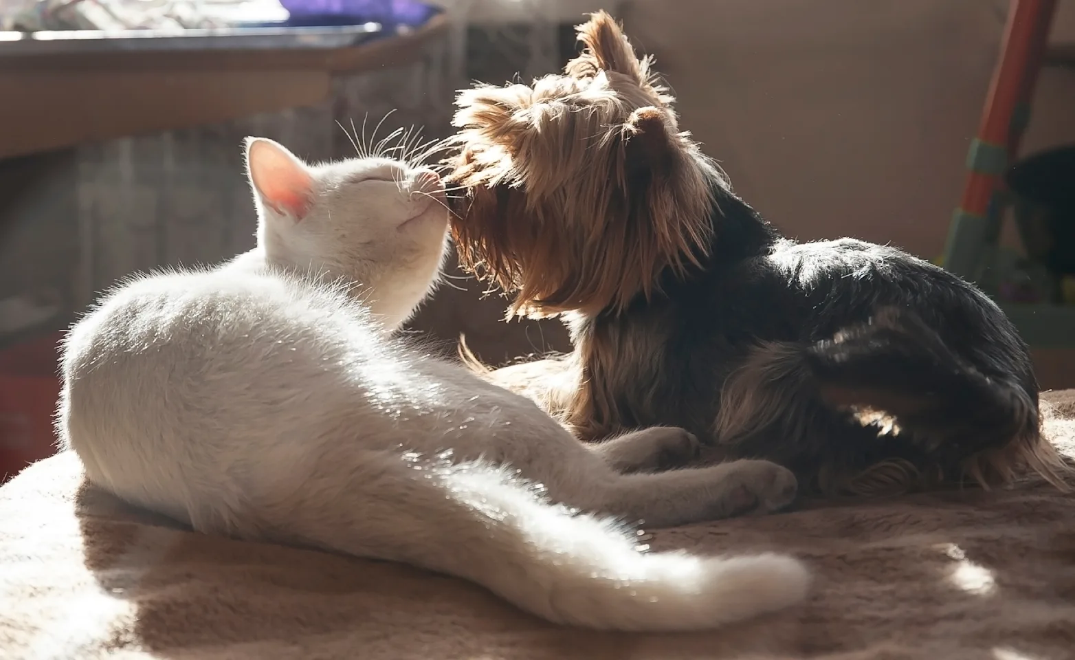 Cat and Dog kissing Cat and Dog kissing