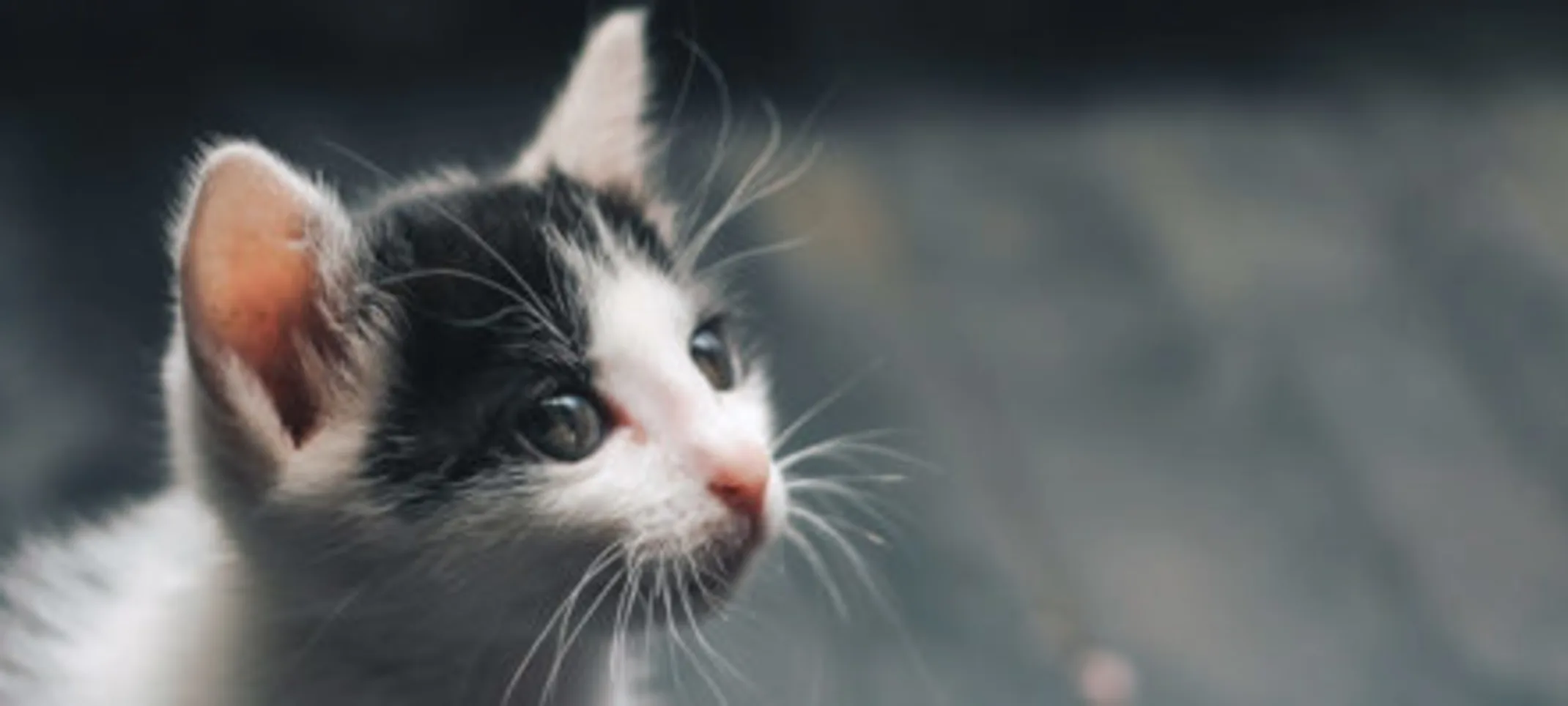 A cat looking up. A cat looking up.