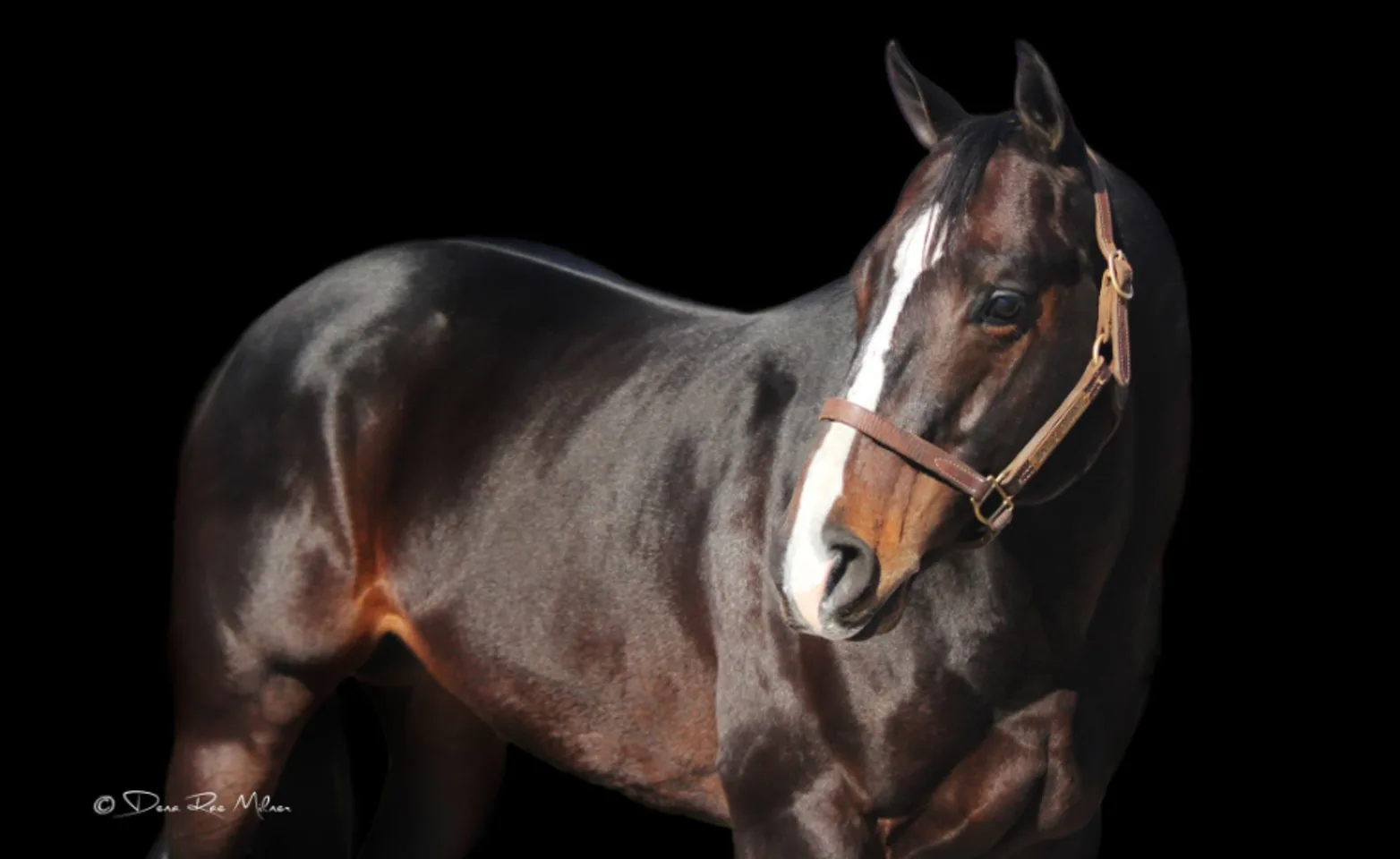 Moonifisant - A black horse Moonifisant - A black horse