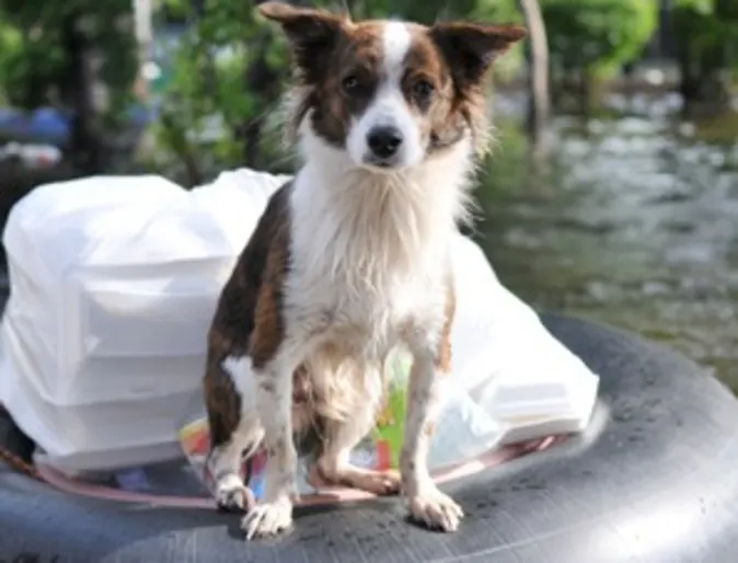 Dog in flood Dog in flood