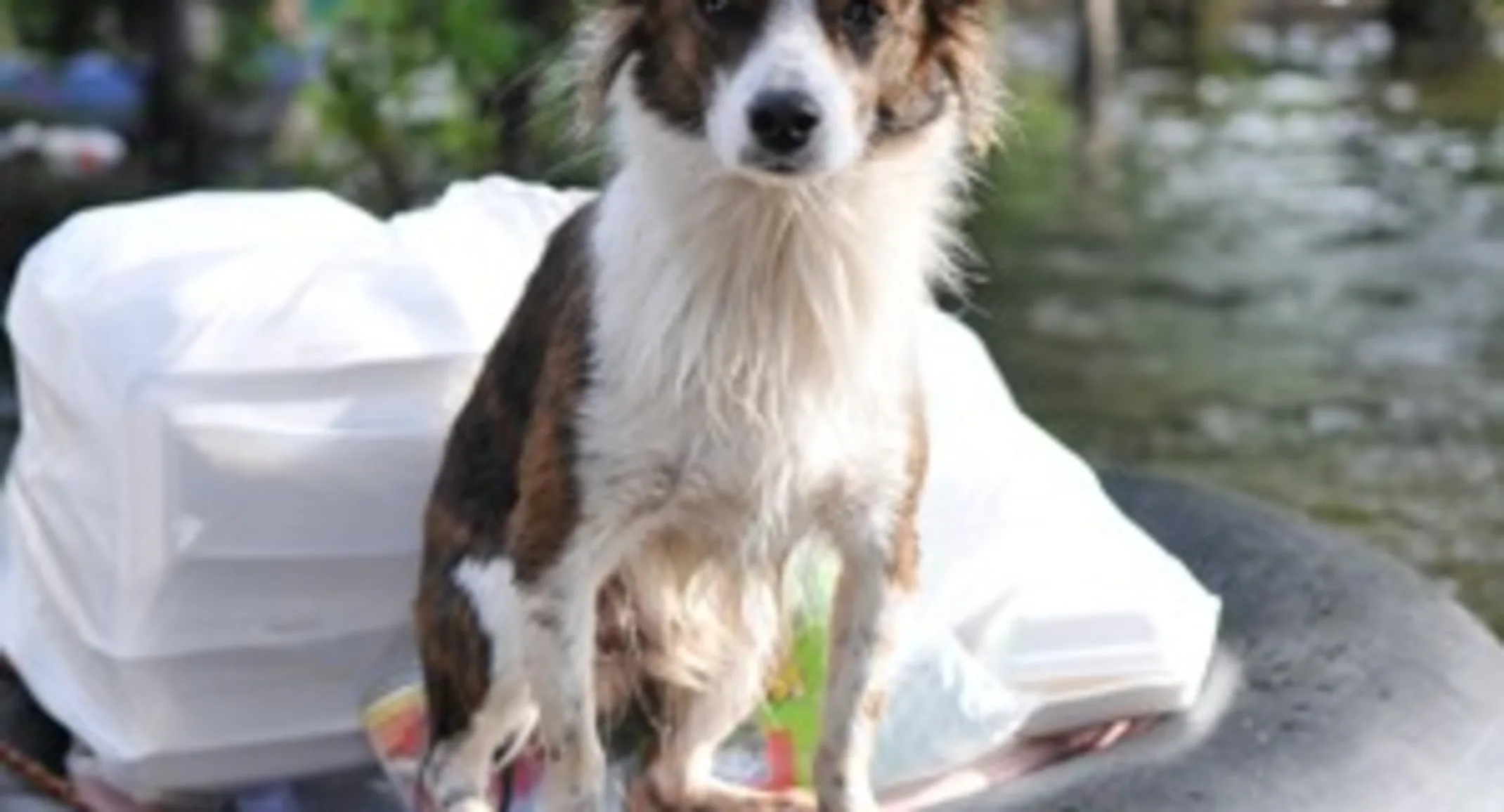 Dog in flood Dog in flood