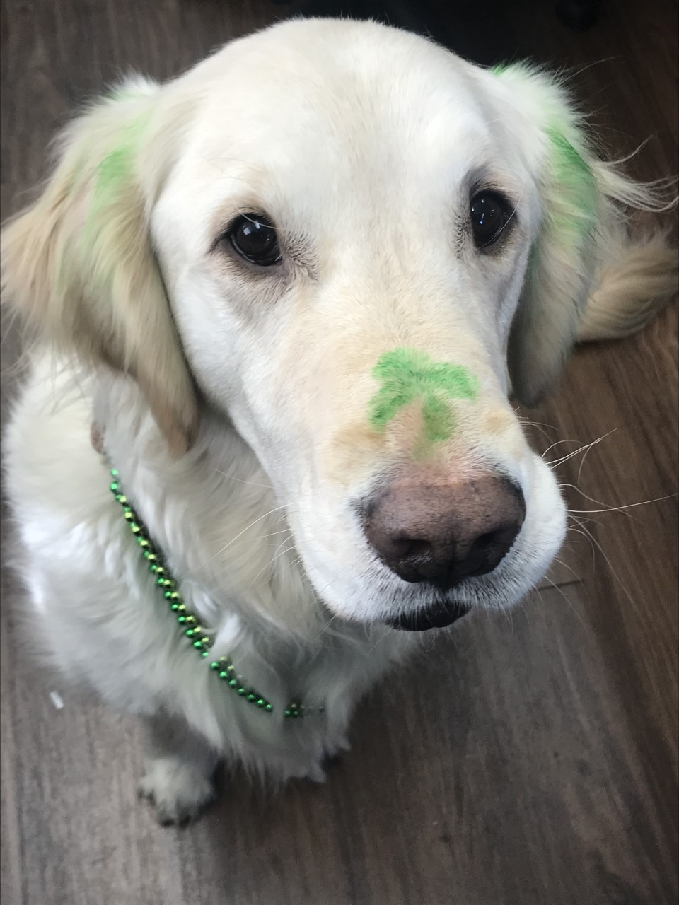 Golden retriever with shamrock on nose