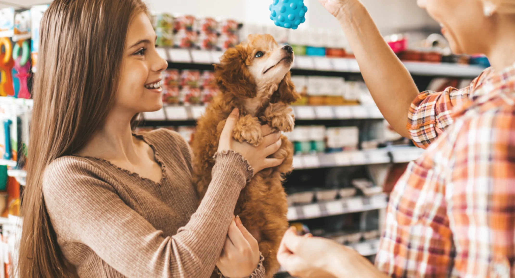 Girl holding dog and dog trying to play with toy Girl holding dog and dog trying to play with toy