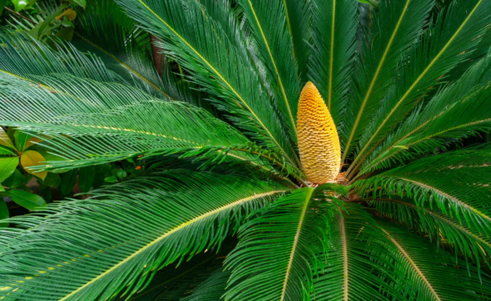 Sago Palm Plant Sago Palm Plant