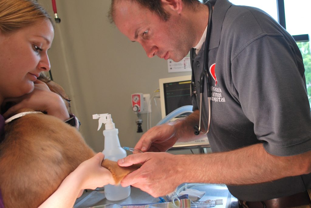 Veterinarian examining a dog's leg
