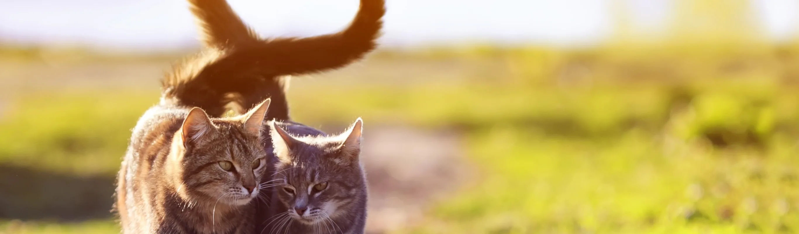 Cats walking together on path with tails linked in a heart shape