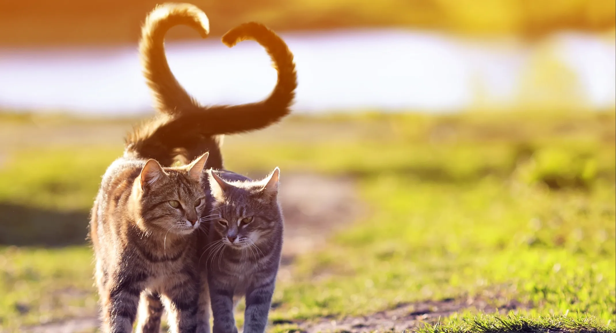 Cats walking together on path with tails linked in a heart shape