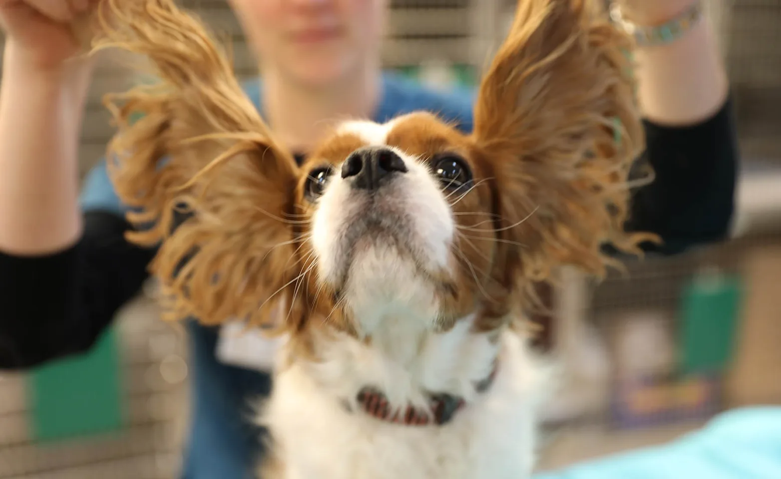 Staff member holding a cocker spaniel's ears out Staff member holding a cocker spaniel's ears out